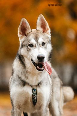 собака Вольт из приюта ищет дом