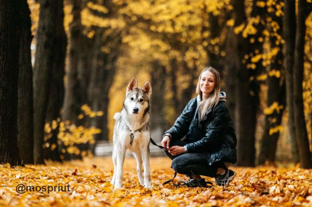 СОБАКА ВОЛЬТ  из приюта Дубовая Роща для бездомных животных, Москва и Московская область | mospriut