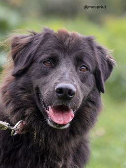 собака Даша из приюта ищет дом