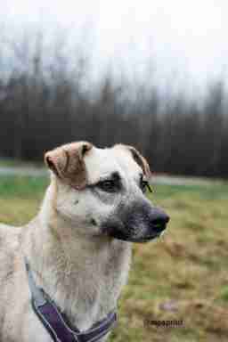 Приют для бездомных животных в Москве и Московской области | Взять собаку или кошку из приюта - mospriut