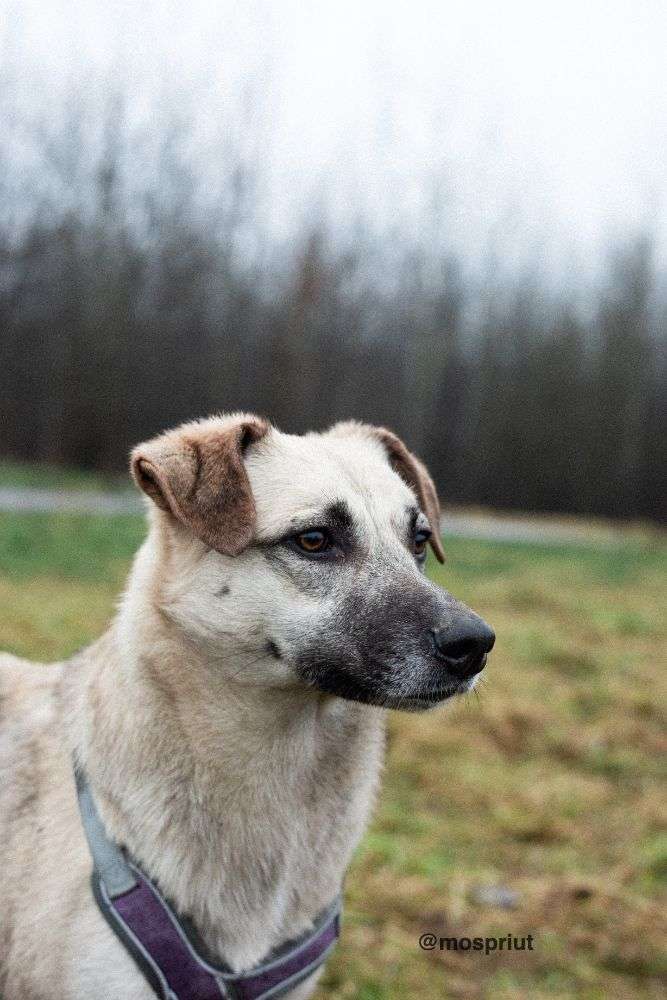 СОБАКА ВЭНДИ  из приюта Щербинка для бездомных животных, Москва и Московская область | mospriut