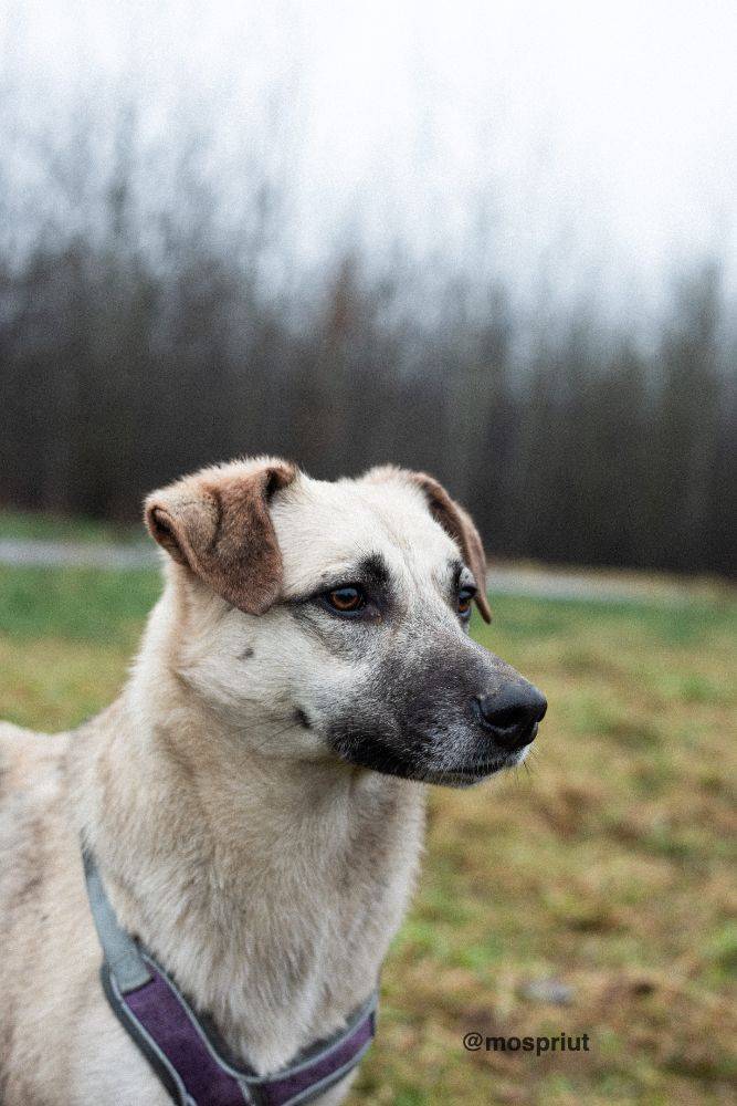 собака Вэнди  из приюта «Щербинка» для бездомных животных (собаки), Москва и Московская область