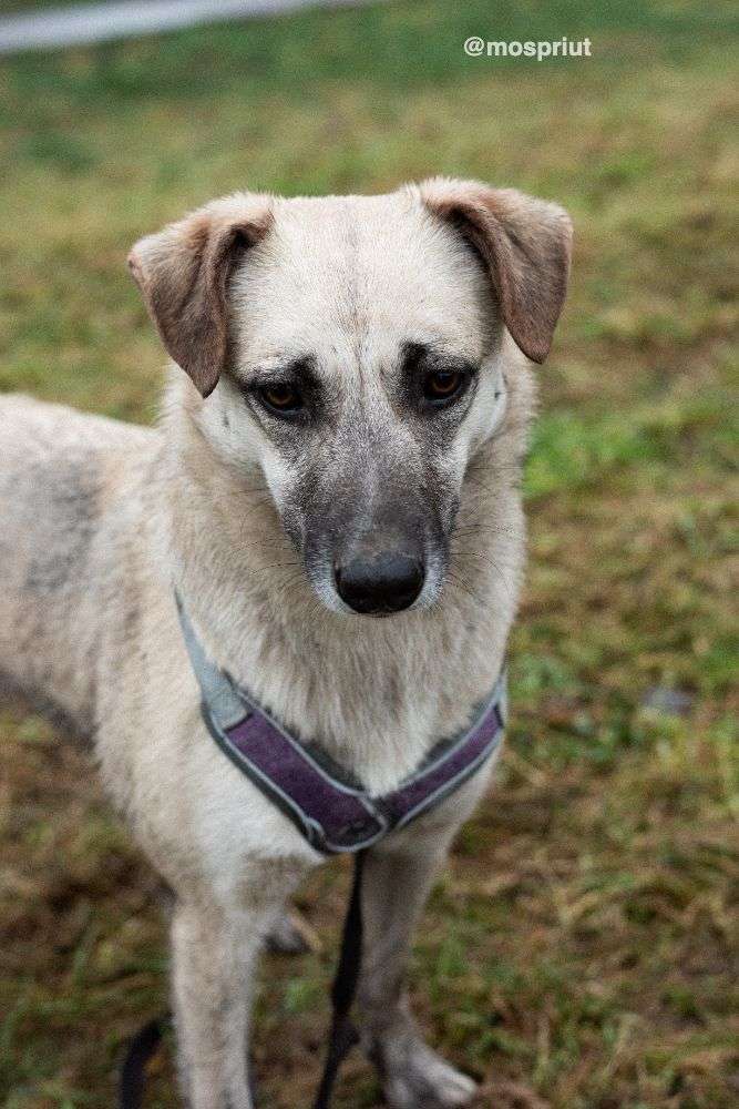 СОБАКА ВЭНДИ  из приюта Щербинка для бездомных животных, Москва и Московская область | mospriut