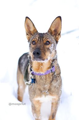 собака Вольт из приюта ищет дом