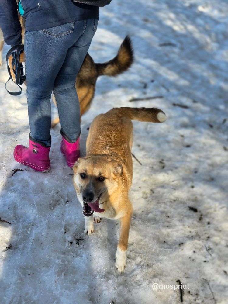 СОБАКА ФЛОРА  из приюта Щербинка для бездомных животных, Москва и Московская область | mospriut