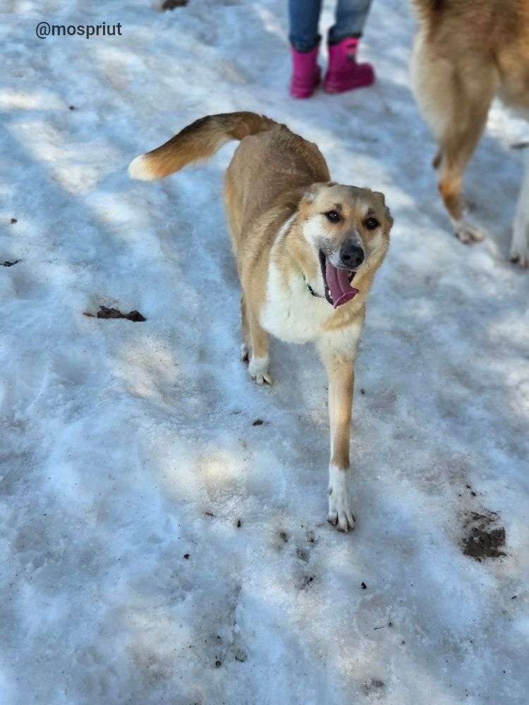 СОБАКА ФЛОРА  из приюта Щербинка для бездомных животных, Москва и Московская область | mospriut