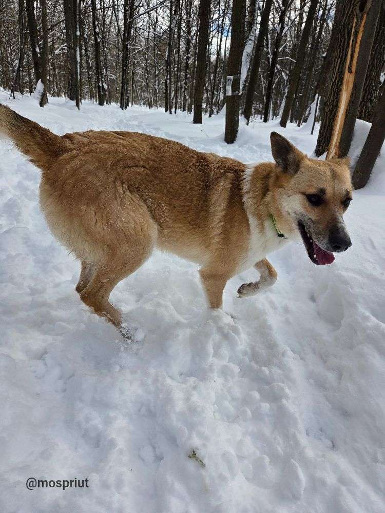 СОБАКА ФЛОРА  из приюта Щербинка для бездомных животных, Москва и Московская область | mospriut