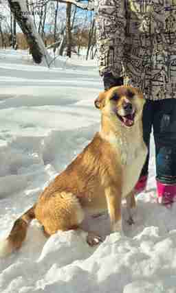 Приют для бездомных животных в Москве и Московской области | Взять собаку или кошку из приюта - mospriut