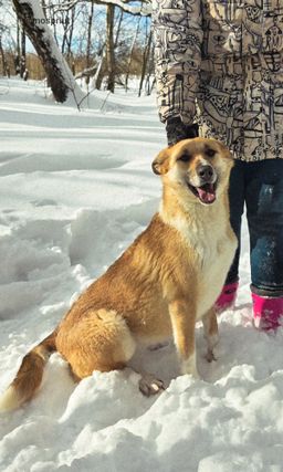 собака Флора из приюта ищет дом