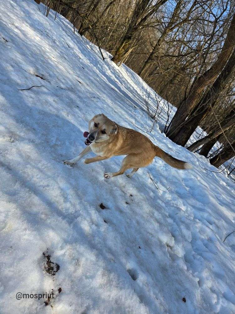СОБАКА ФЛОРА  из приюта Щербинка для бездомных животных, Москва и Московская область | mospriut