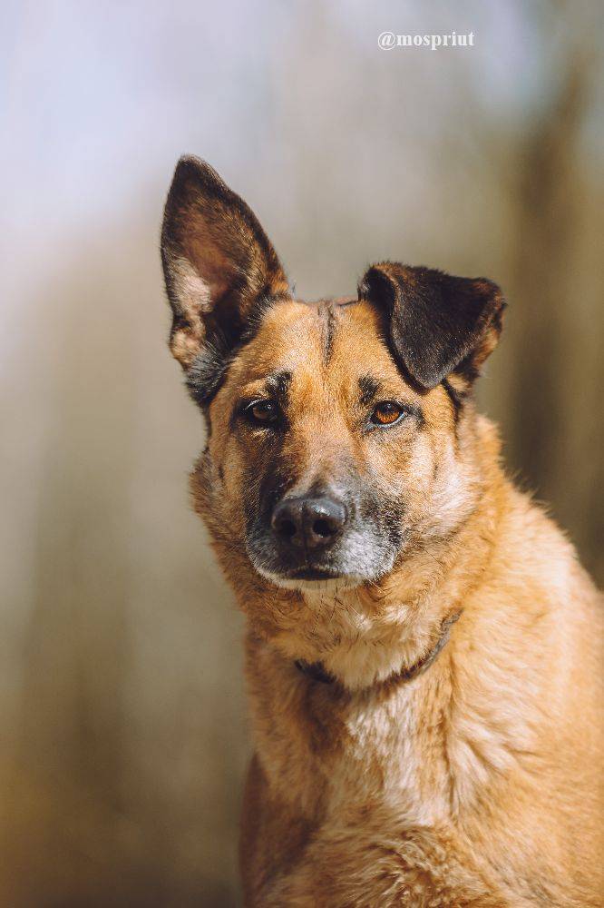 Питомец Спанч из приюта для бездомных животных - mospriut (мосприют)