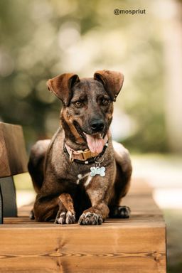 собака Стася  из приюта ищет дом