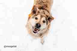 Приют для бездомных животных в Москве и Московской области | Взять собаку или кошку из приюта - mospriut