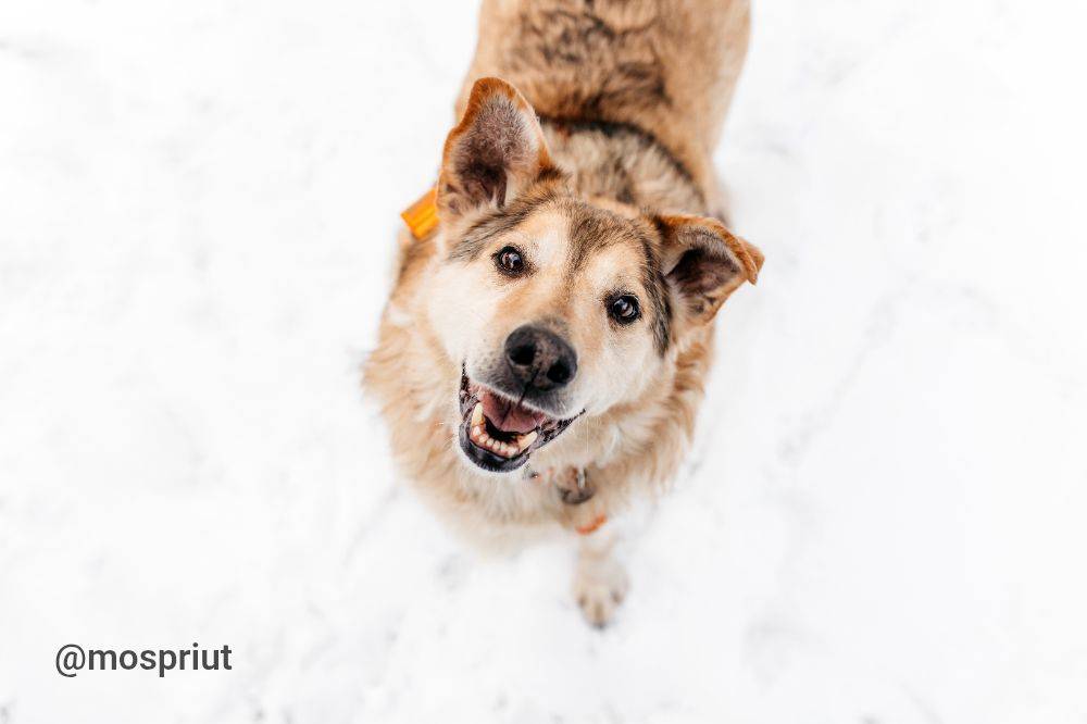 собака Рейдж  из приюта «Дубовая Роща» для бездомных животных (собаки), Москва и Московская область