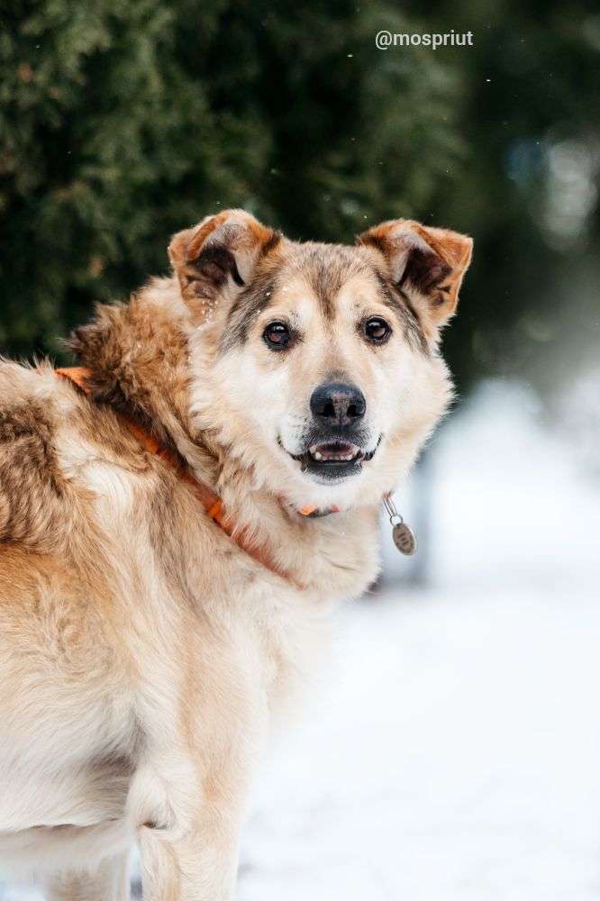 СОБАКА РЕЙДЖ  из приюта Дубовая Роща для бездомных животных, Москва и Московская область | mospriut