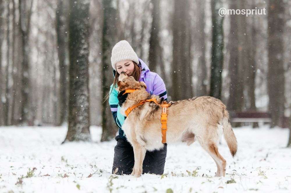 СОБАКА РЕЙДЖ  из приюта Дубовая Роща для бездомных животных, Москва и Московская область | mospriut