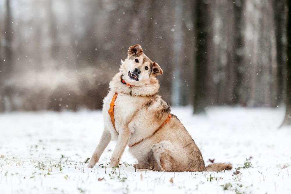 СОБАКА РЕЙДЖ  из приюта Дубовая Роща для бездомных животных, Москва и Московская область | mospriut