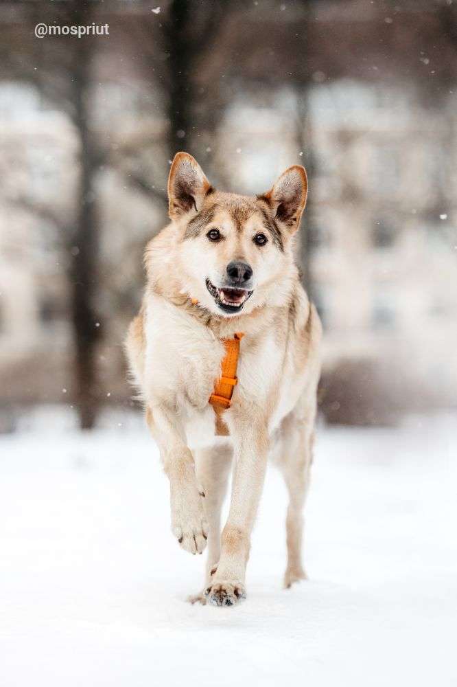 СОБАКА РЕЙДЖ  из приюта Дубовая Роща для бездомных животных, Москва и Московская область | mospriut