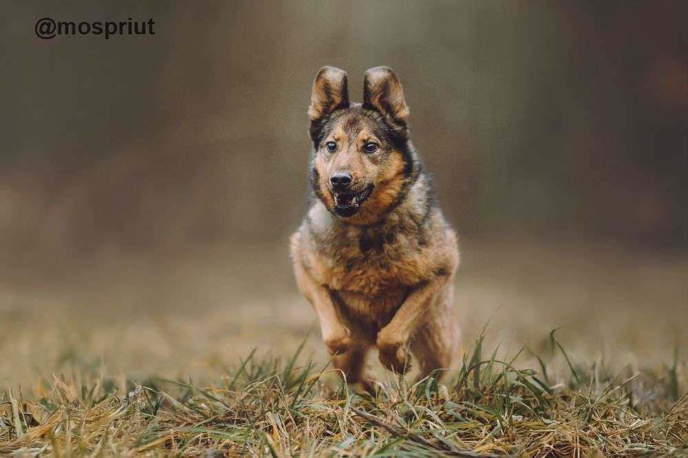 СОБАКА СИЛЬВА из приюта Щербинка для бездомных животных, Москва и Московская область | mospriut