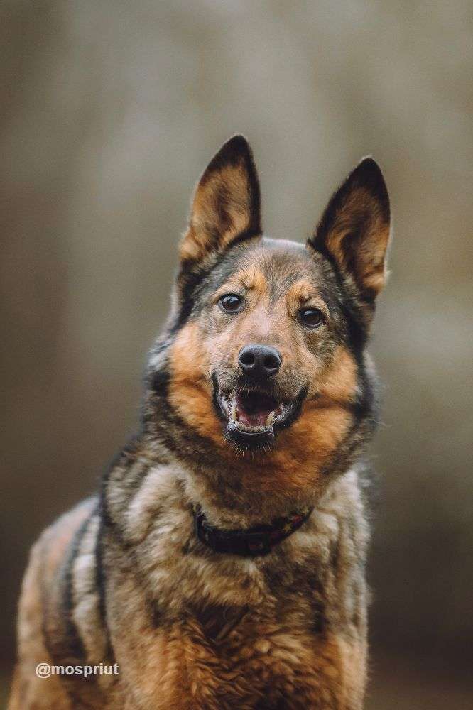 СОБАКА СИЛЬВА из приюта Щербинка для бездомных животных, Москва и Московская область | mospriut