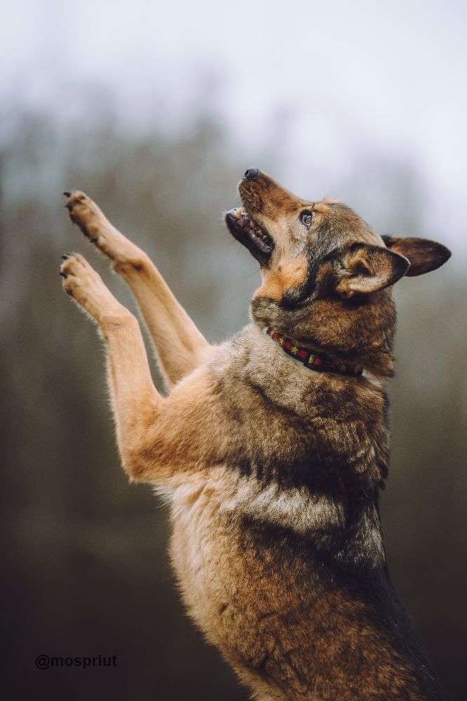 СОБАКА СИЛЬВА из приюта Щербинка для бездомных животных, Москва и Московская область | mospriut