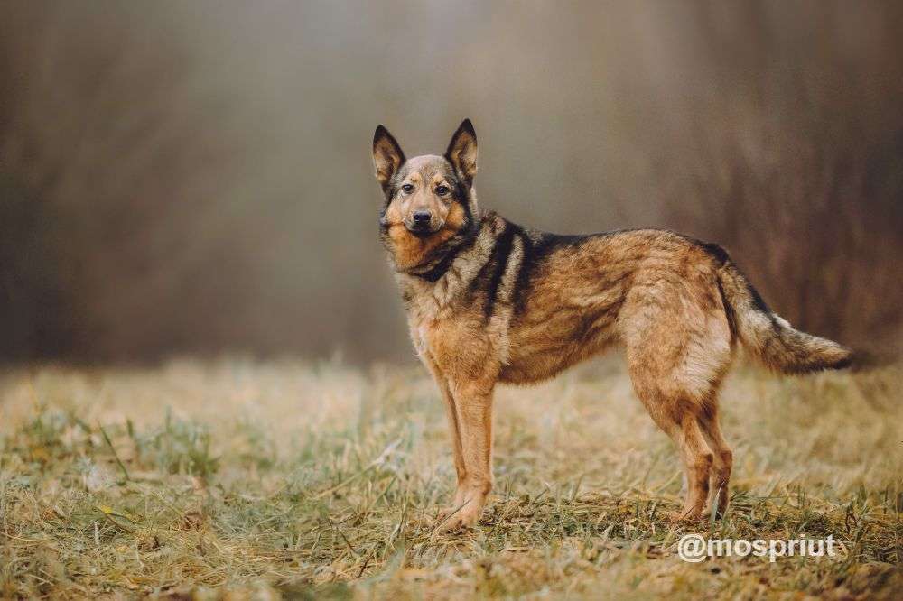 СОБАКА СИЛЬВА из приюта Щербинка для бездомных животных, Москва и Московская область | mospriut