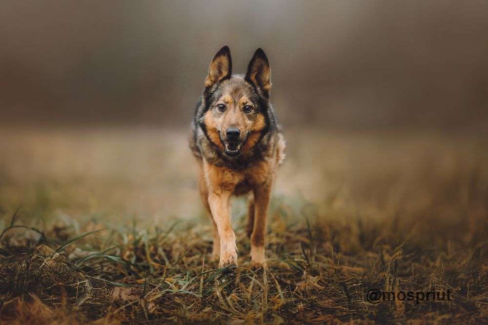 СОБАКА СИЛЬВА из приюта Щербинка для бездомных животных, Москва и Московская область | mospriut