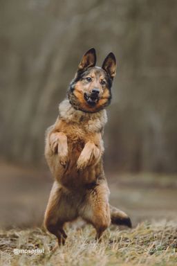 собака Сильва из приюта ищет дом