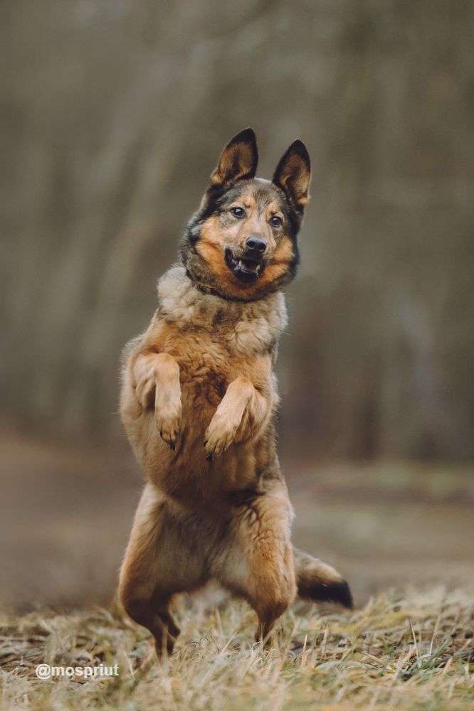 СОБАКА СИЛЬВА из приюта Щербинка для бездомных животных, Москва и Московская область | mospriut