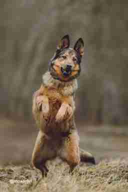 Приют для бездомных животных в Москве и Московской области | Взять собаку или кошку из приюта - mospriut