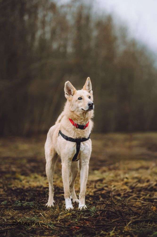 СОБАКА ЛОРД  из приюта Щербинка для бездомных животных, Москва и Московская область | mospriut