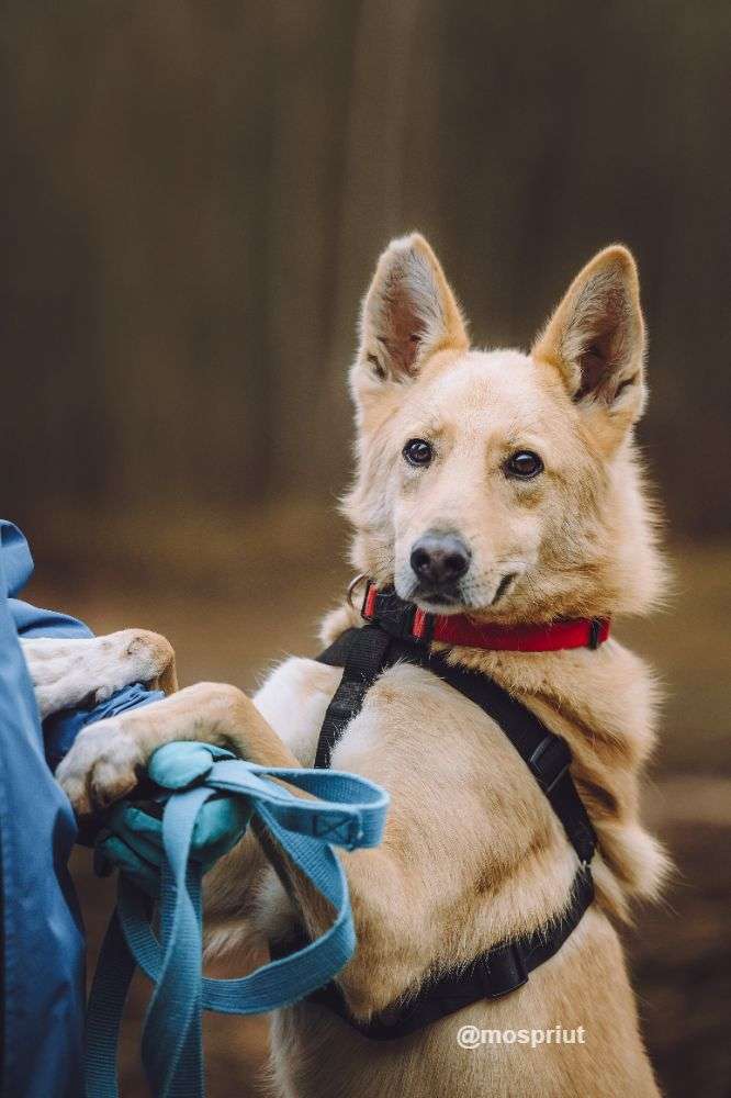 СОБАКА ЛОРД  из приюта Щербинка для бездомных животных, Москва и Московская область | mospriut