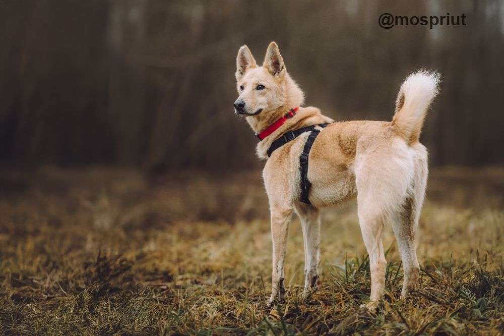 СОБАКА ЛОРД  из приюта Щербинка для бездомных животных, Москва и Московская область | mospriut