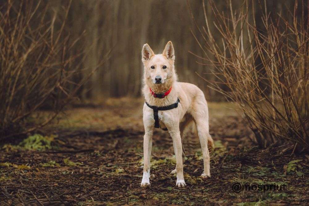 СОБАКА ЛОРД  из приюта Щербинка для бездомных животных, Москва и Московская область | mospriut