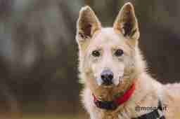 Приют для бездомных животных в Москве и Московской области | Взять собаку или кошку из приюта - mospriut