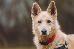собака Лорд из приюта ищет дом