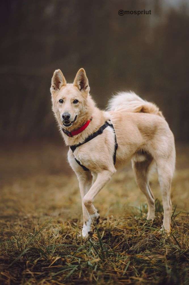 СОБАКА ЛОРД  из приюта Щербинка для бездомных животных, Москва и Московская область | mospriut