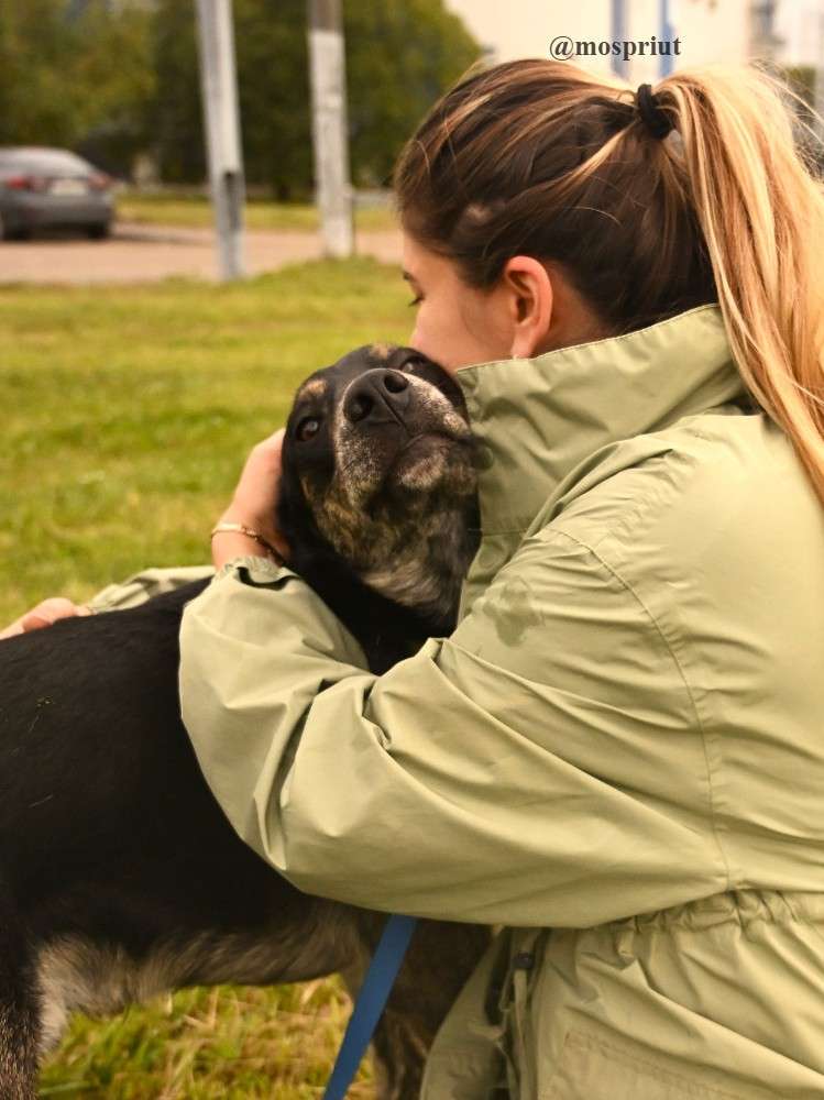 СОБАКА ЗЕВС  из приюта Щербинка для бездомных животных, Москва и Московская область | mospriut