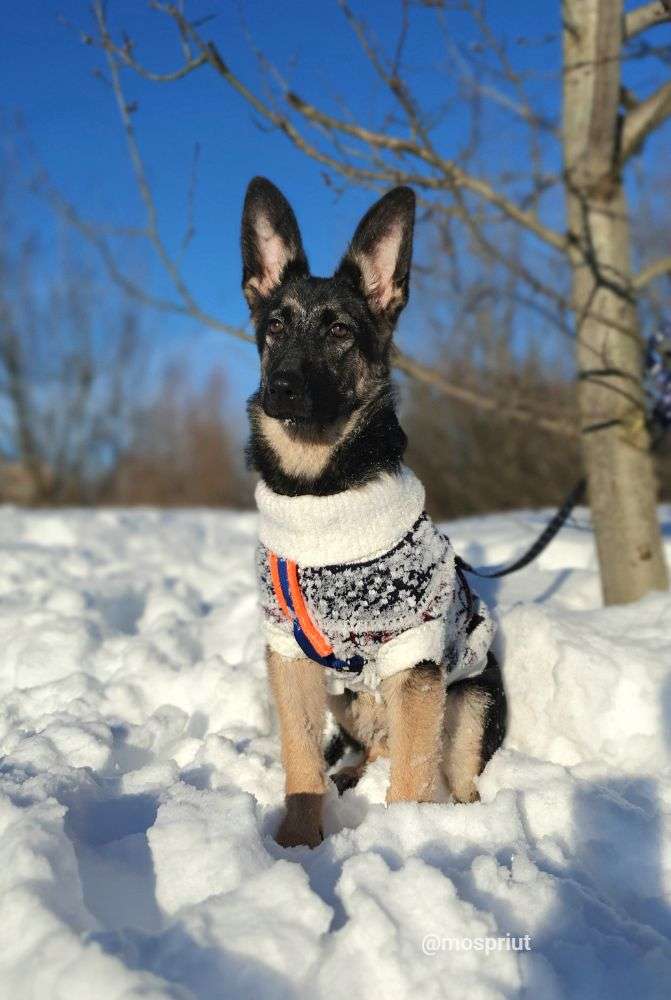 СОБАКА ЛУША  из приюта Щербинка для бездомных животных, Москва и Московская область | mospriut