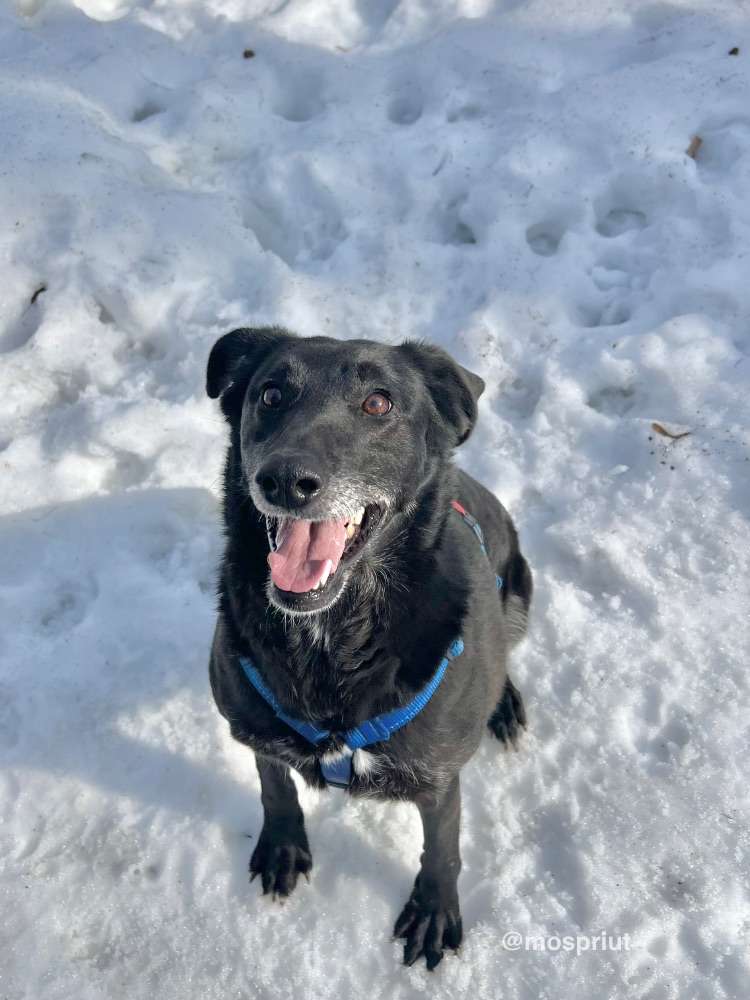 СОБАКА ДИНА  из приюта Щербинка для бездомных животных, Москва и Московская область | mospriut
