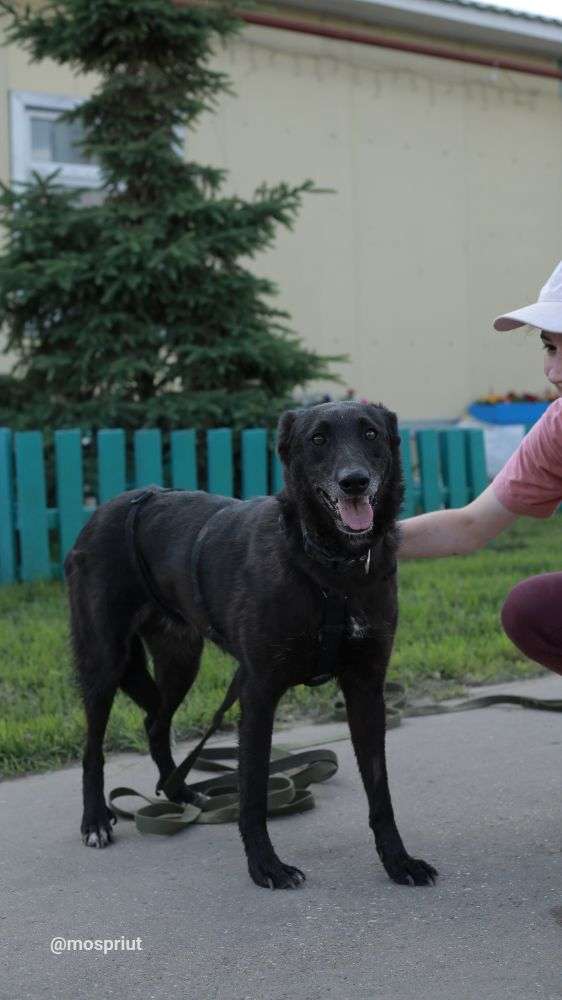 СОБАКА ДИНА  из приюта Щербинка для бездомных животных, Москва и Московская область | mospriut