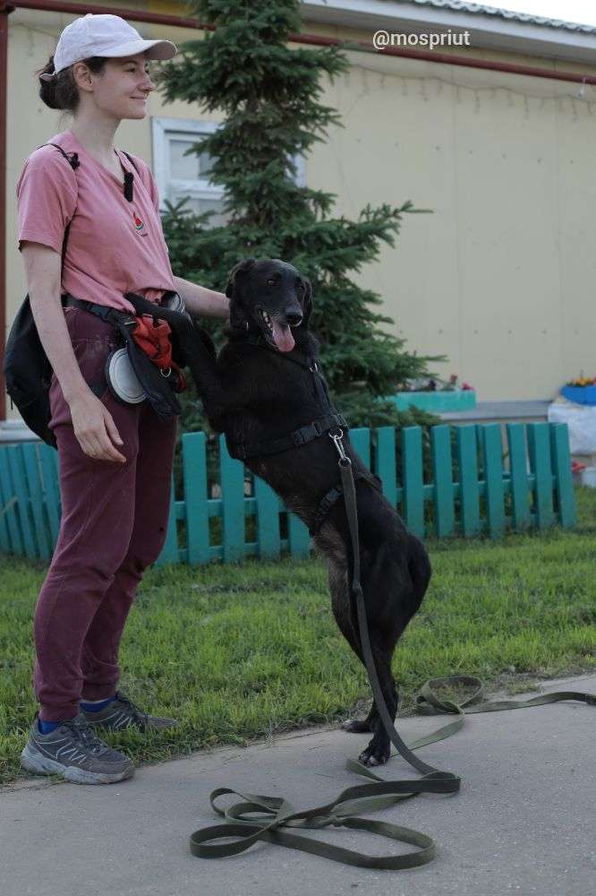 СОБАКА ДИНА  из приюта Щербинка для бездомных животных, Москва и Московская область | mospriut