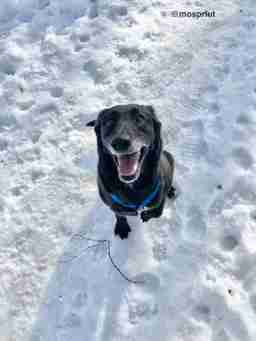 Приют для бездомных животных в Москве и Московской области | Взять собаку или кошку из приюта - mospriut
