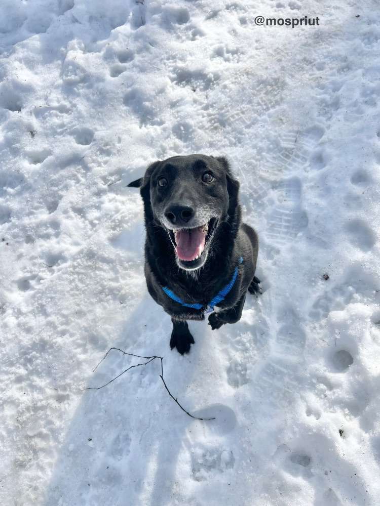 СОБАКА ДИНА  из приюта Щербинка для бездомных животных, Москва и Московская область | mospriut