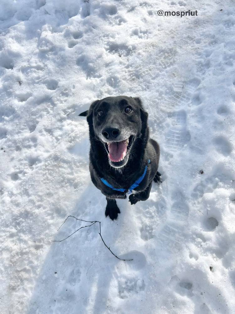 собака Дина  из приюта  для бездомных животных (собаки и кошки), Москва и Московская область