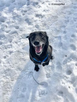 собака Дина из приюта ищет дом