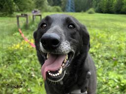 собака Дина из приюта ищет дом