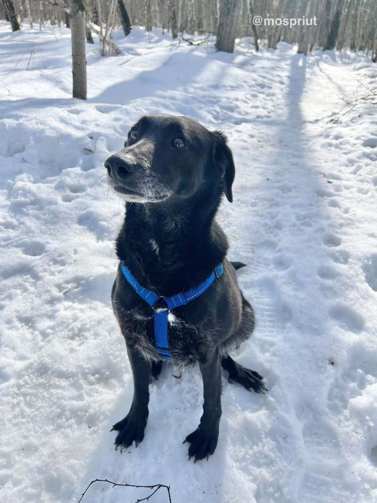 СОБАКА ДИНА  из приюта Щербинка для бездомных животных, Москва и Московская область | mospriut