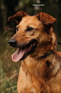 собака Нисса из приюта ищет дом