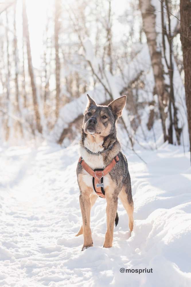 СОБАКА ВЕРСАЛЬ  из приюта Красная сосна для бездомных животных, Москва и Московская область | mospriut